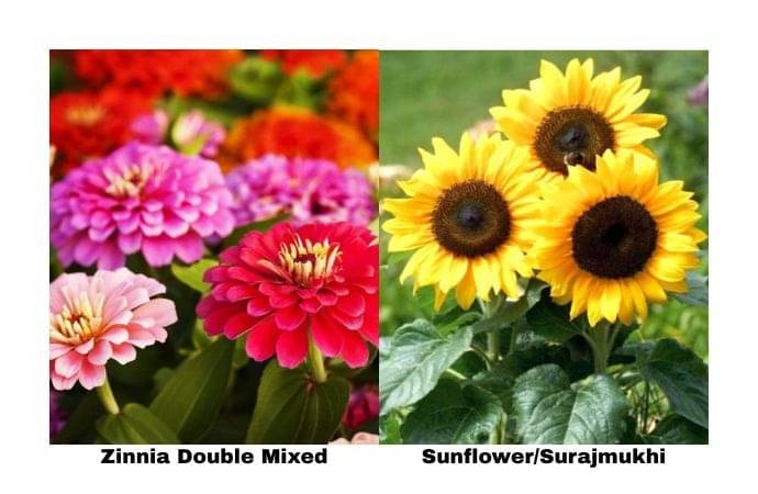 LiveNature Zinnia Double Mixed (100 Seeds) + Sunflower/Surajmukhi (100 Seeds) | Summer Flower Seeds Combo | Best for Home Garden & Terrace – Pack of 200 Seeds LiveNature Zinnia Double Mixed (100 Seeds) + Sunflower/Surajmukhi (100 Seeds) | Summer Flower Seeds Combo | Best for Home Garden & Terrace – Pack of 200 Seeds