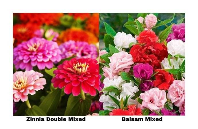 LiveNature Zinnia Double Mixed (100 Seeds) + Balsam Dwarf Double Mixed (100 Seeds) | Summer Flower Seeds Combo | Best for Home Garden & Terrace – Pack of 200 Seeds LiveNature Zinnia Double Mixed (100 Seeds) + Balsam Dwarf Double Mixed (100 Seeds) | Summer Flower Seeds Combo | Best for Home Garden & Terrace – Pack of 200 Seeds