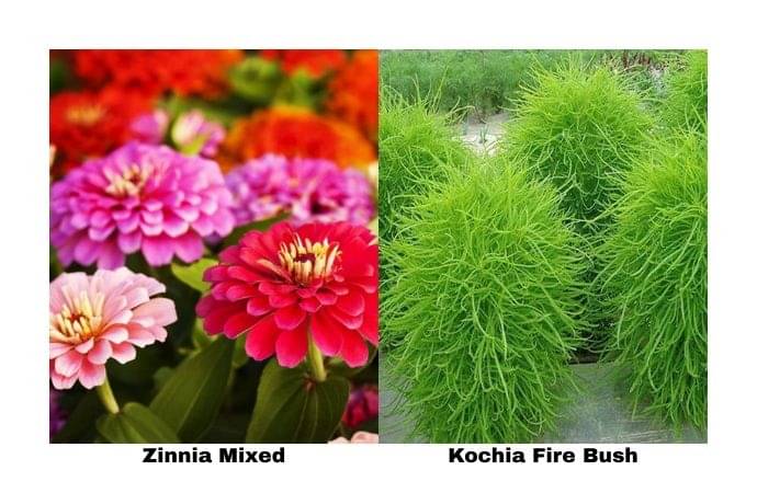 LiveNature Zinnia Double Mixed (100 Seeds) + Kochia Fire Bush (100 Seeds) | Mixed Flower Seeds Combo | Best for Home Garden & Terrace – Pack of 200 Seeds LiveNature Zinnia Double Mixed (100 Seeds) + Kochia Fire Bush (100 Seeds) | Mixed Flower Seeds Combo | Best for Home Garden & Terrace – Pack of 200 Seeds
