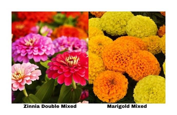 LiveNature Zinnia Double Mixed (100 Seeds) + Marigold Mixed (100 Seeds) | Summer Mixed Flower Seeds | Best for Home Garden & Terrace – Pack of 200 Seeds LiveNature Zinnia Double Mixed (100 Seeds) + Marigold Mixed (100 Seeds) | Summer Mixed Flower Seeds | Best for Home Garden & Terrace – Pack of 200 Seeds