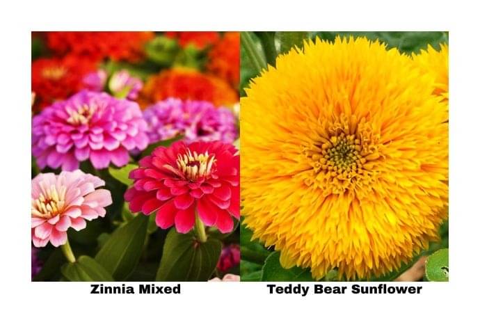     			LiveNature Zinnia Mixed Flower (100 Seeds) + Teddy Bear Sunflower (100 Seeds) | Summer Flower Seeds Combo | Best for Home Garden & Terrace – Pack of 200 Seeds