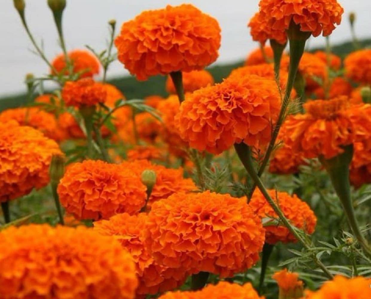 Marigold Orange Color Seeds - 50 Seeds (Genda/ गेंदा के बीज)