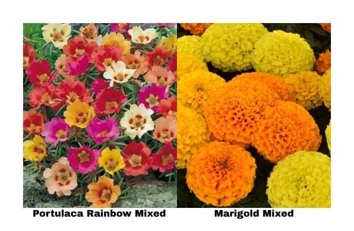     			LiveNature Portulaca Rainbow Mixed (100 Seeds) + Marigold Mixed (100 Seeds) | Mixed Flower Seeds Combo | Best for Home Garden & Terrace – Pack of 200 Seeds