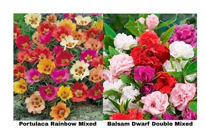     			LiveNature Portulaca Rainbow Mixed (100 Seeds) + Balsam Dwarf Mixed (100 Seeds) | Mixed Flower Seeds Combo | Best for Home Garden & Terrace – Pack of 200 Seeds