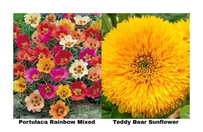     			LiveNature Portulaca Rainbow Mixed (100 Seeds) + Teddy Bear Sunflower (100 Seeds) | Mixed Flower Seeds Combo | Best for Home Garden & Terrace – Pack of 200 Seeds