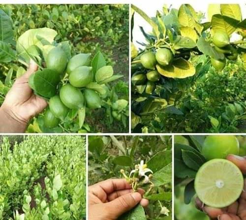 Cloud Farm Outdoor Lemon Fruit Plant Pack of 1 Cloud Farm Outdoor Lemon Fruit Plant Pack of 1