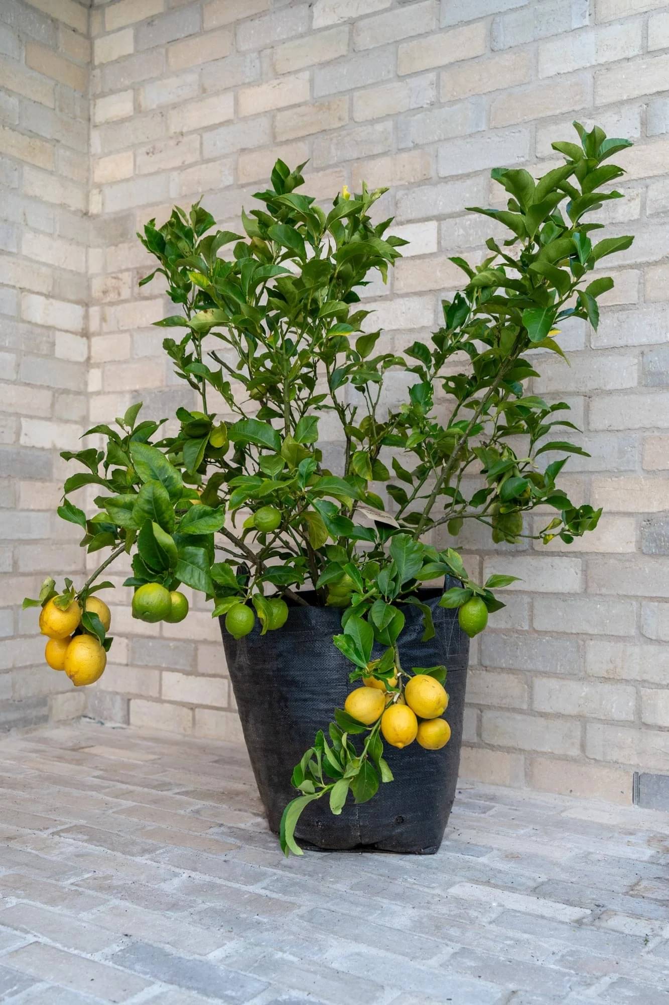     			Cloud Farm Outdoor Lemon Fruit Plant Pack of 1