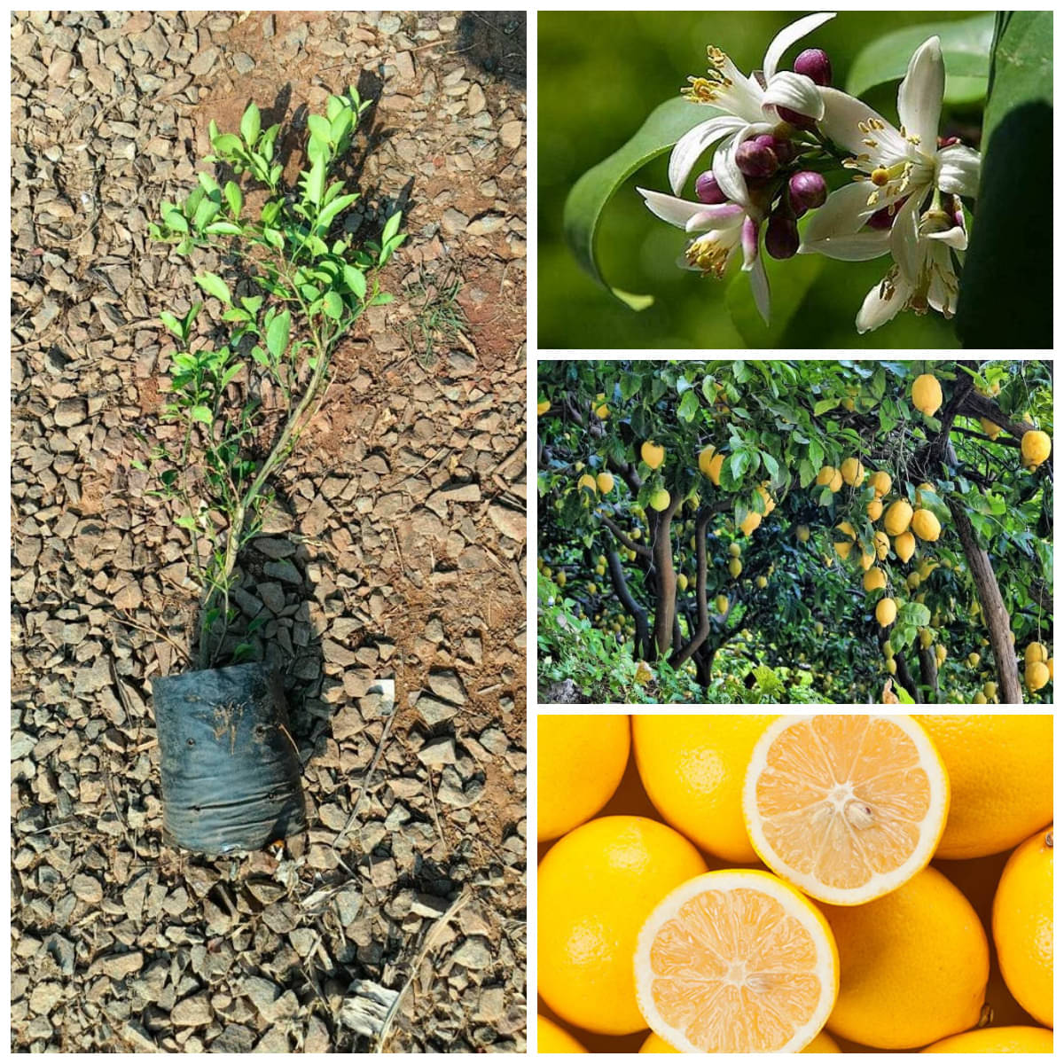     			Cloud Farm Outdoor Lemon Fruit Plant Pack of 1