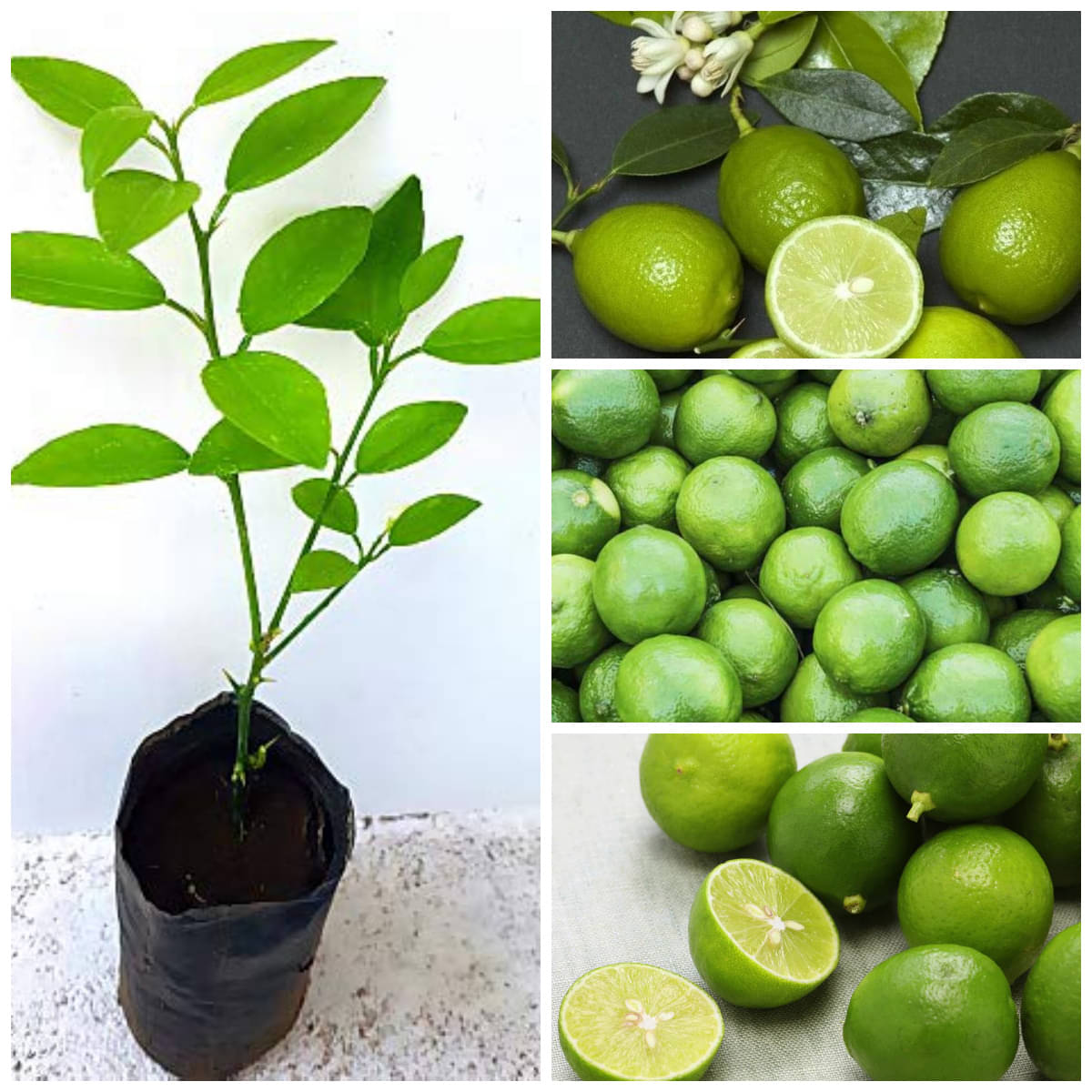 Cloud Farm Outdoor Lemon Fruit Plant Pack of 1     			Cloud Farm Outdoor Lemon Fruit Plant Pack of 1