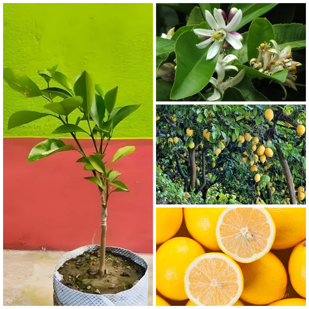     			Cloud Farm Outdoor Lemon Fruit Plant Pack of 1
