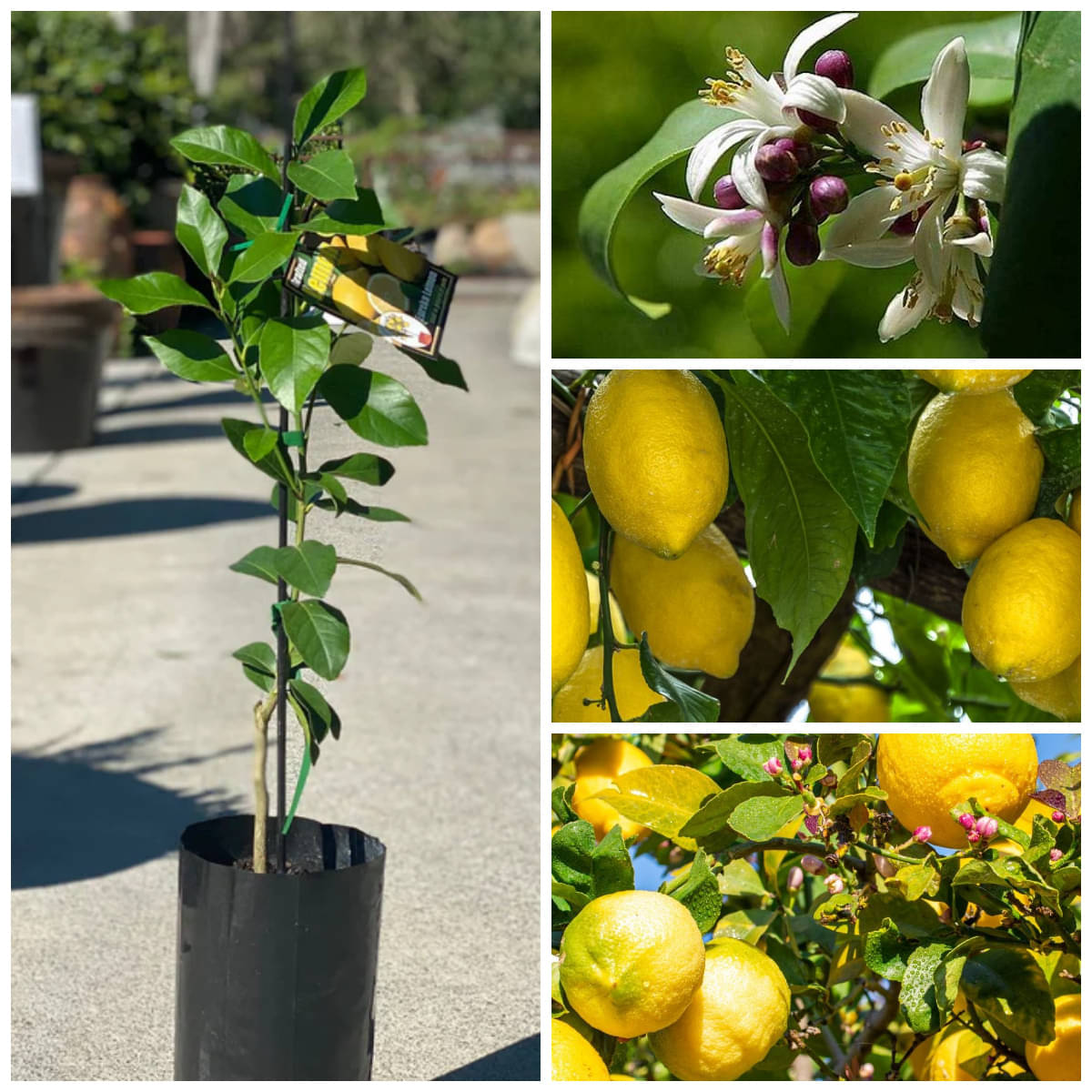    			Cloud Farm Outdoor Lemon Fruit Plant Pack of 1