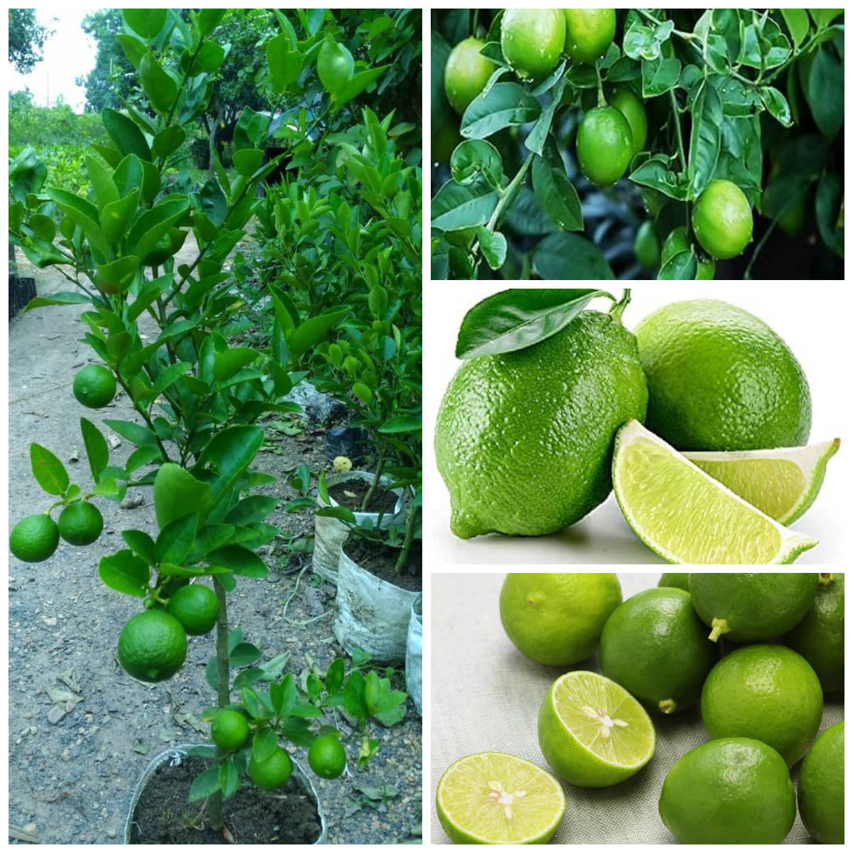    			Cloud Farm Outdoor Lemon Fruit Plant Pack of 1