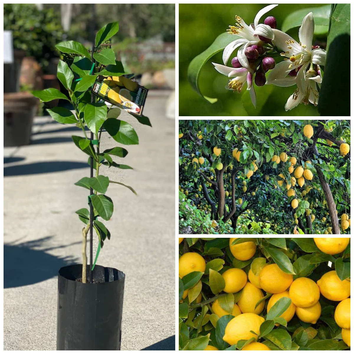     			Cloud Farm Outdoor Lemon Fruit Plant Pack of 1