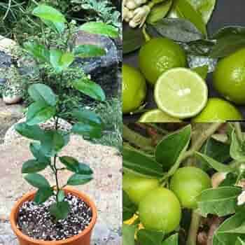 Cloud Farm Outdoor Lemon Fruit Plant Pack of 1 Cloud Farm Outdoor Lemon Fruit Plant Pack of 1