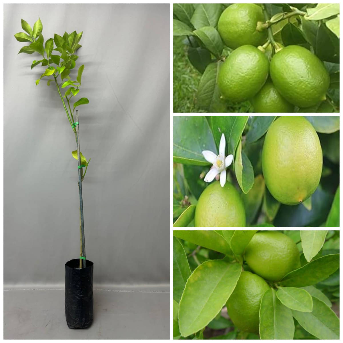 Cloud Farm Outdoor Lemon Fruit Plant Pack of 1 Cloud Farm Outdoor Lemon Fruit Plant Pack of 1