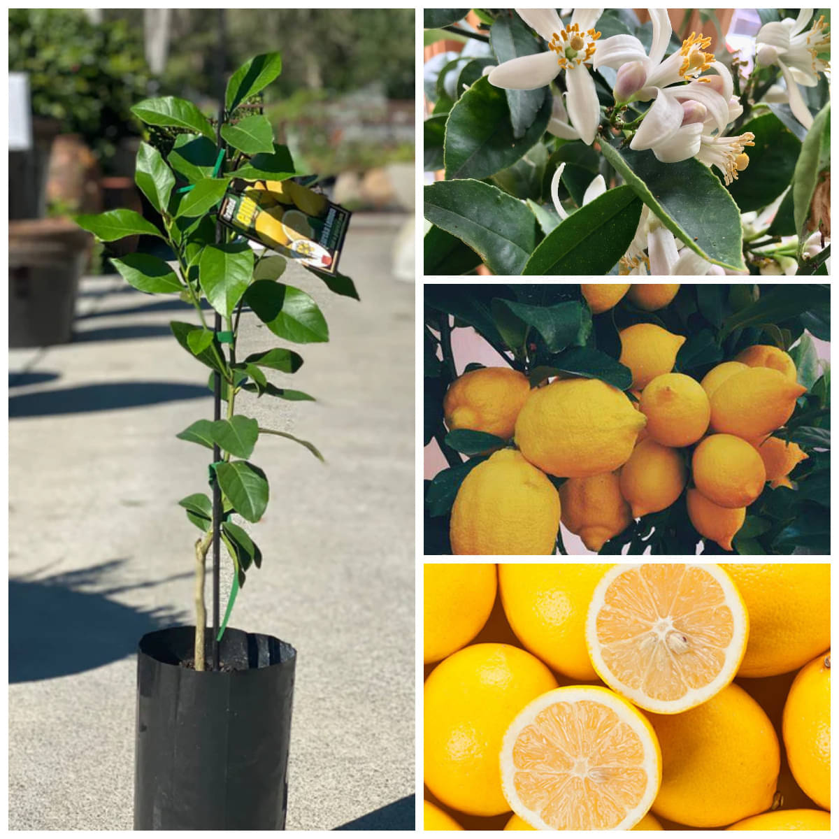 Cloud Farm Outdoor Lemon Fruit Plant Pack of 1 Cloud Farm Outdoor Lemon Fruit Plant Pack of 1