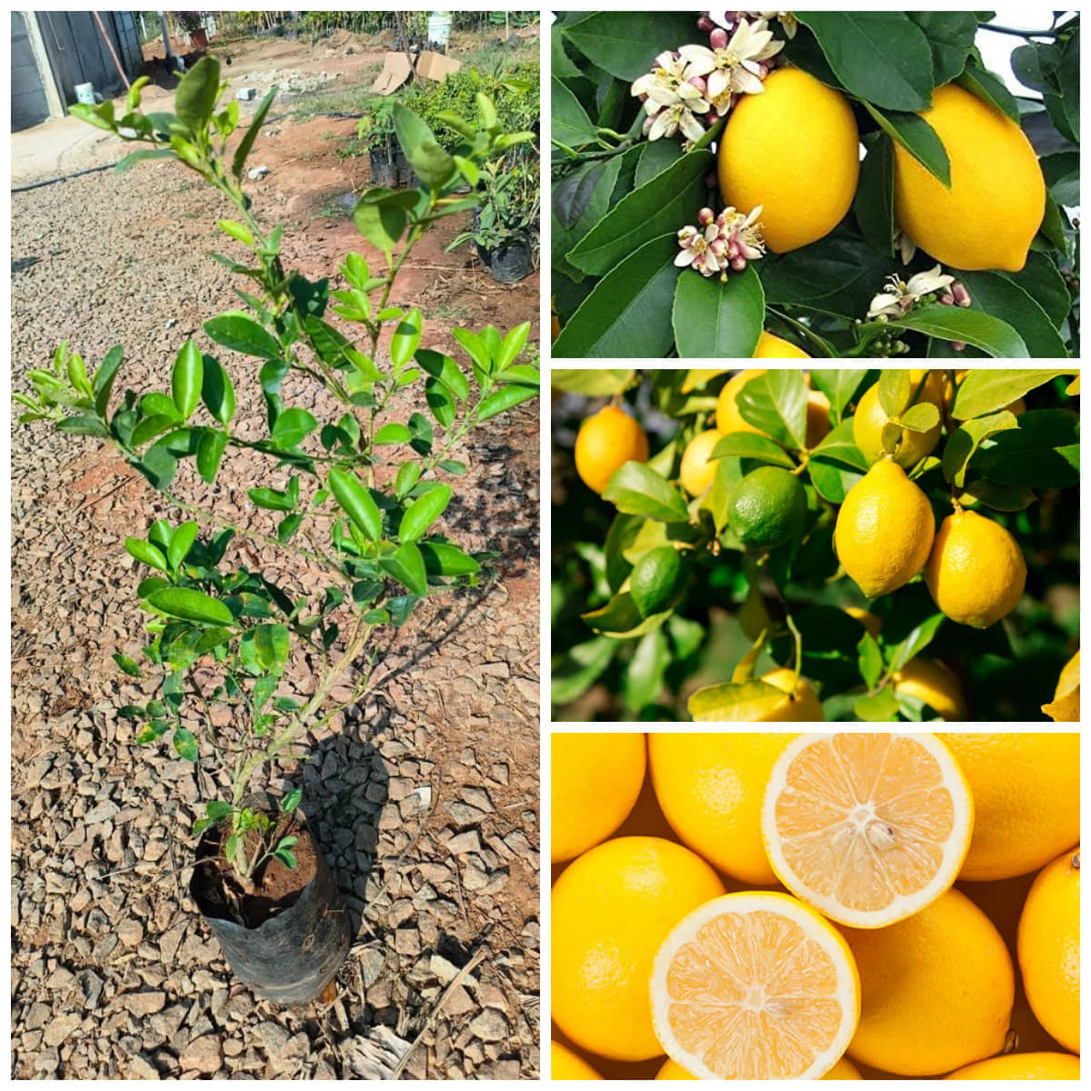 Cloud Farm Outdoor Lemon Fruit Plant Pack of 1