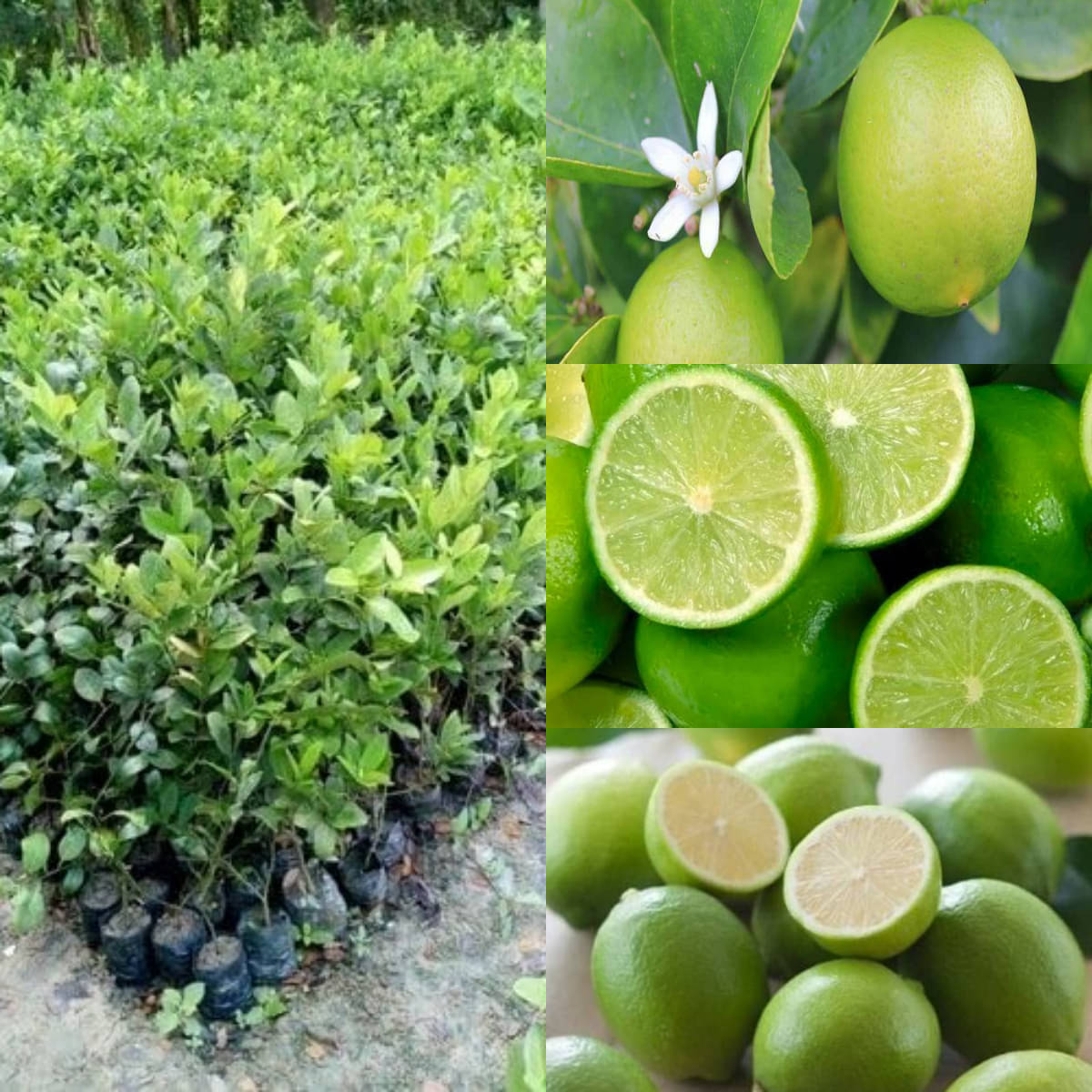 Cloud Farm Outdoor Lemon Fruit Plant Pack of 1 Cloud Farm Outdoor Lemon Fruit Plant Pack of 1