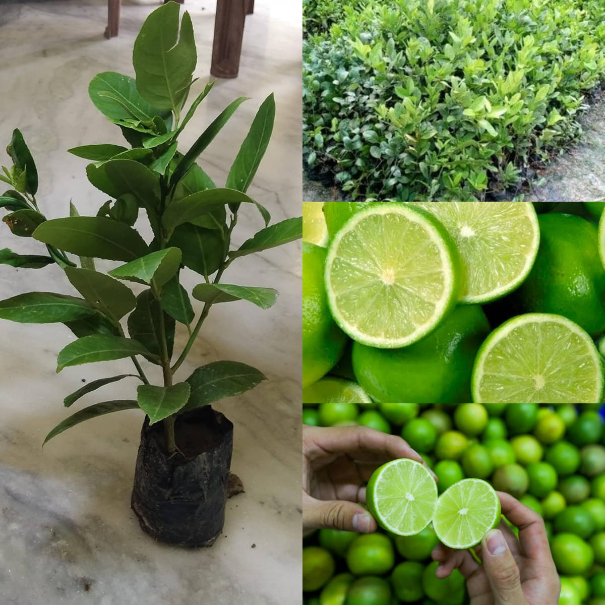 Cloud Farm Outdoor Lemon Fruit Plant Pack of 1     			Cloud Farm Outdoor Lemon Fruit Plant Pack of 1