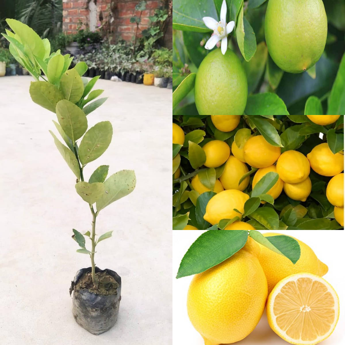 Cloud Farm Outdoor Lemon Fruit Plant Pack of 1 Cloud Farm Outdoor Lemon Fruit Plant Pack of 1