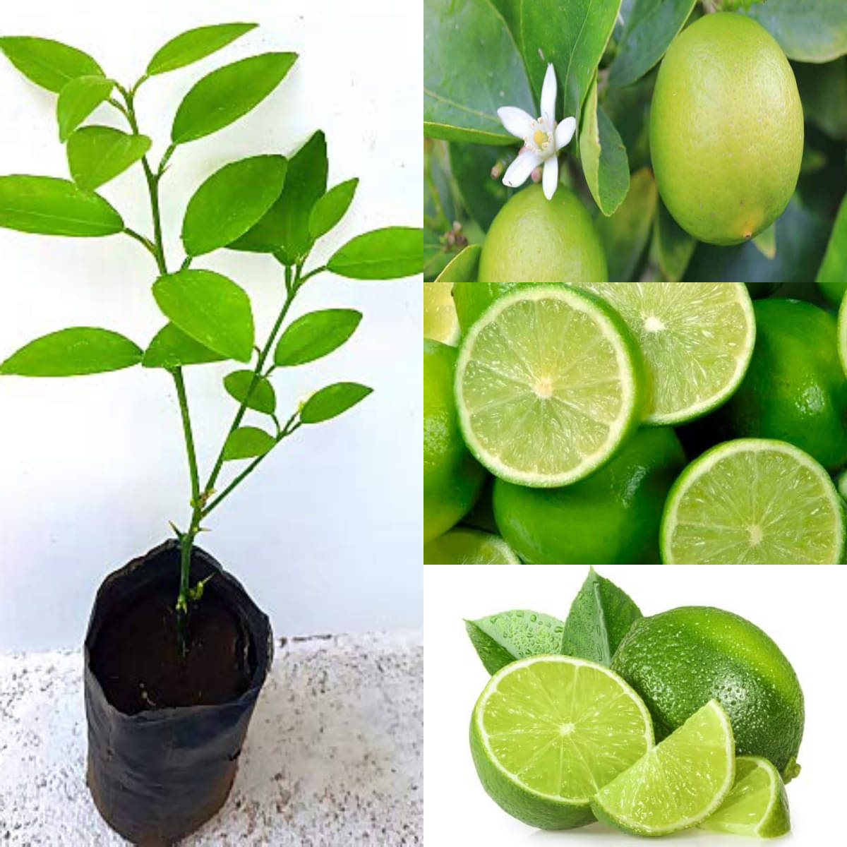 Cloud Farm Outdoor Lemon Fruit Plant Pack of 1     			Cloud Farm Outdoor Lemon Fruit Plant Pack of 1