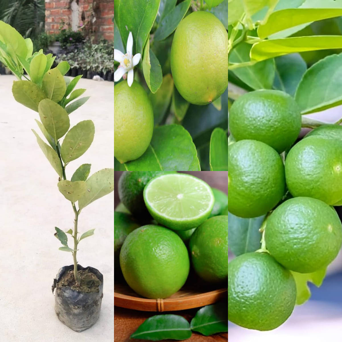     			Cloud Farm Outdoor Lemon Fruit Plant Pack of 1