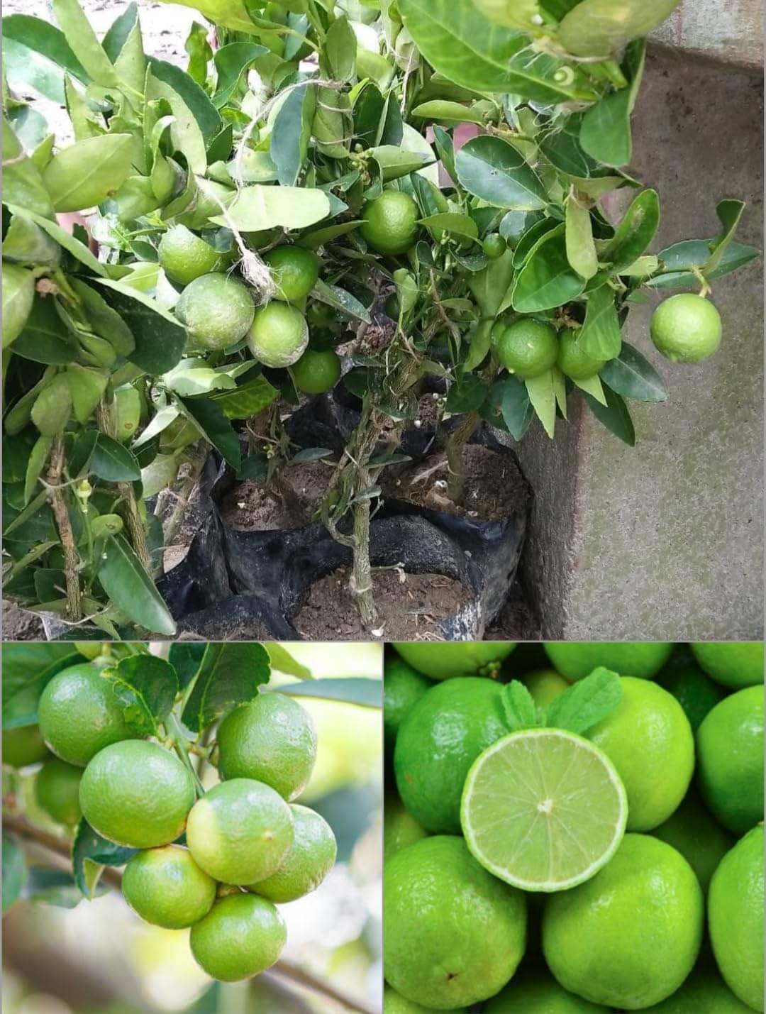 Cloud Farm Outdoor Lemon Fruit Plant Pack of 1 Cloud Farm Outdoor Lemon Fruit Plant Pack of 1