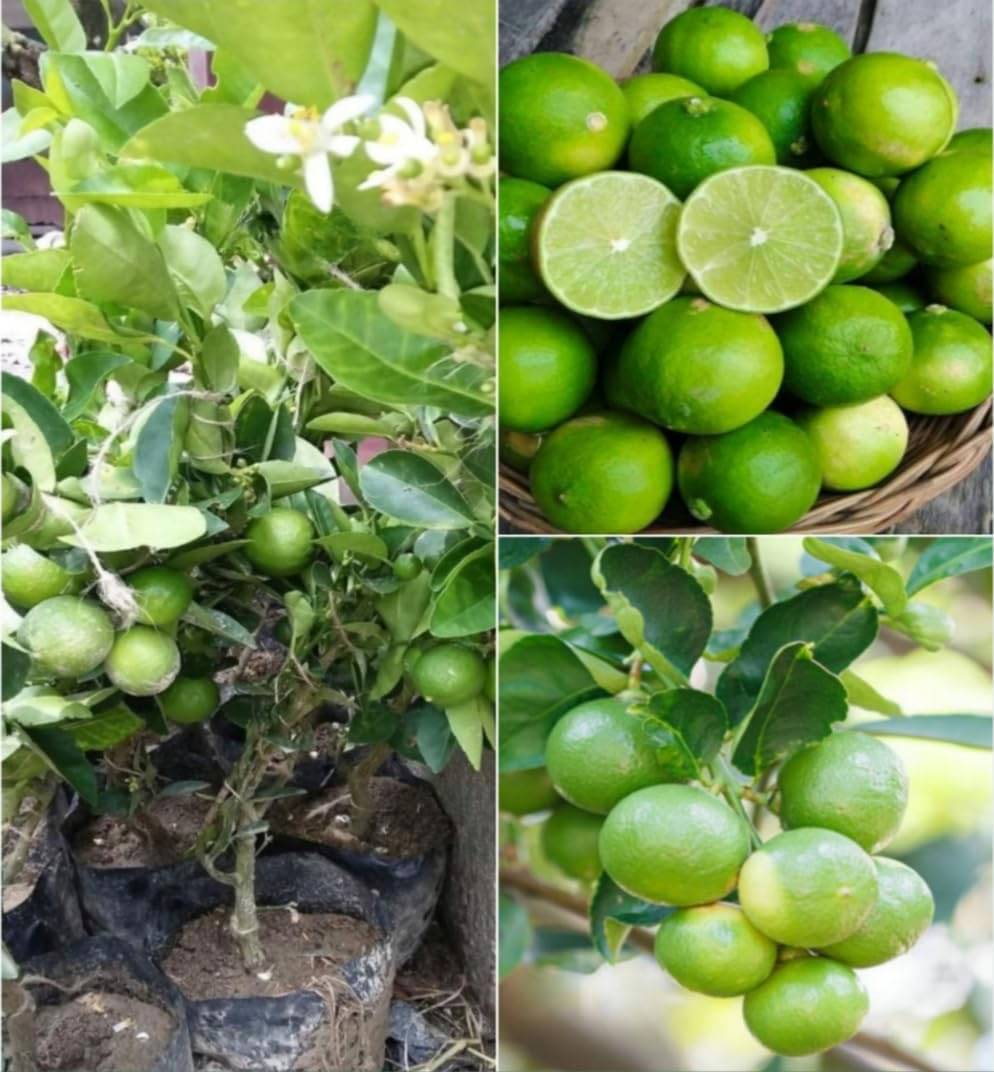     			Cloud Farm Outdoor Lemon Fruit Plant Pack of 1