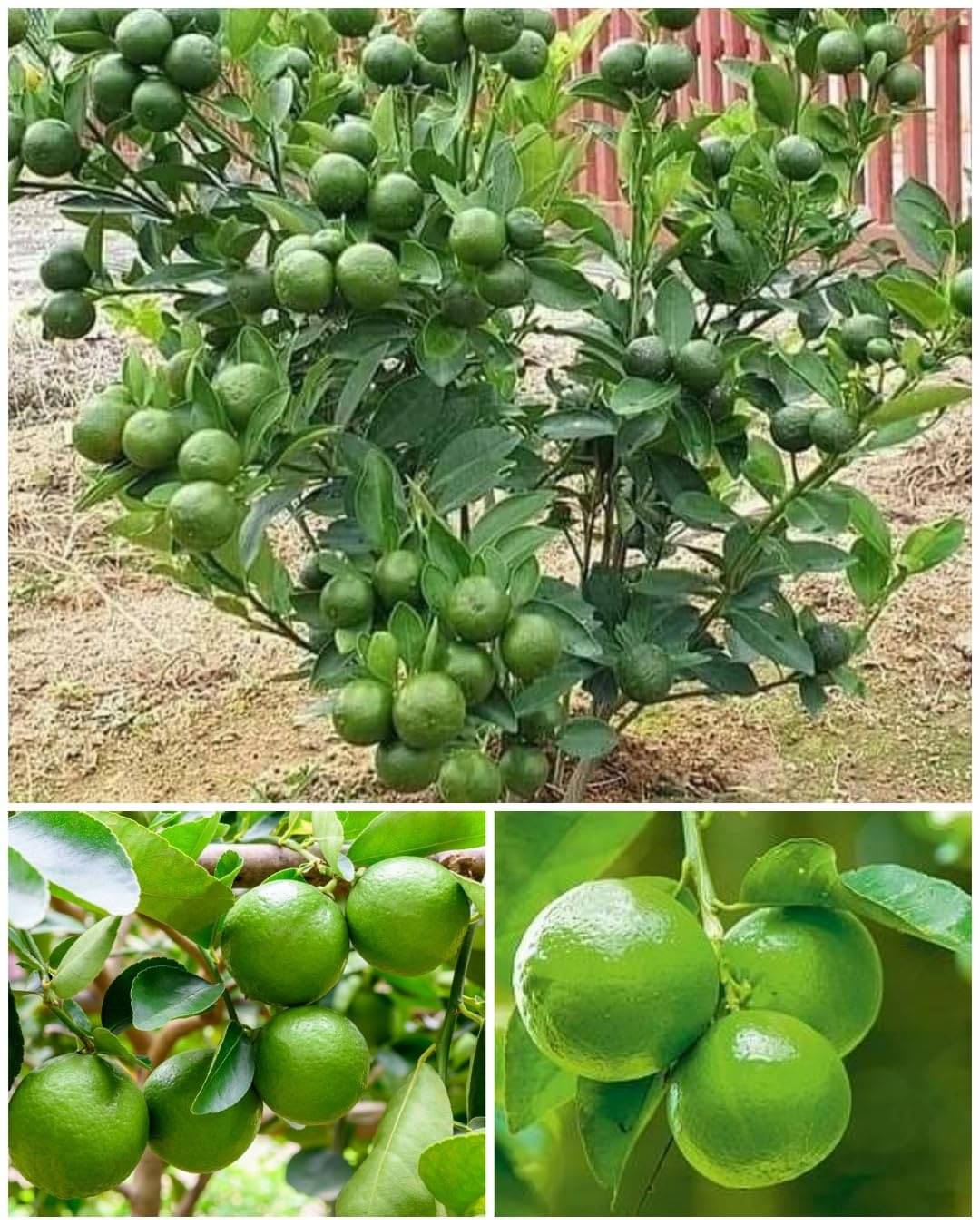     			Cloud Farm Outdoor Lemon Fruit Plant Pack of 1