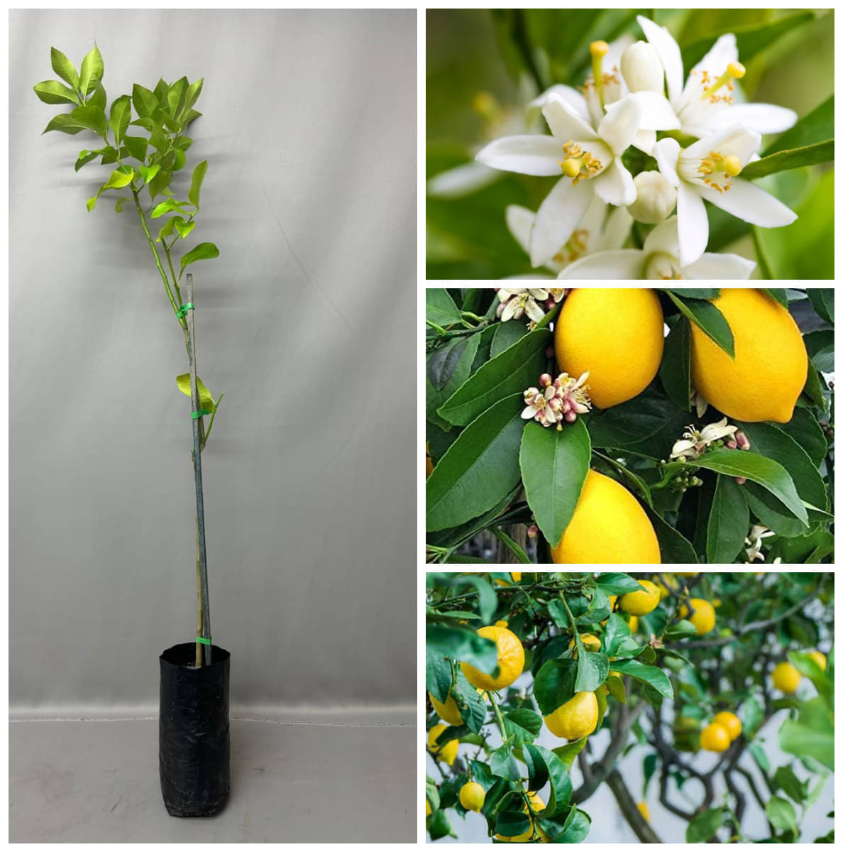 Cloud Farm Outdoor Lemon Fruit Plant Pack of 1     			Cloud Farm Outdoor Lemon Fruit Plant Pack of 1