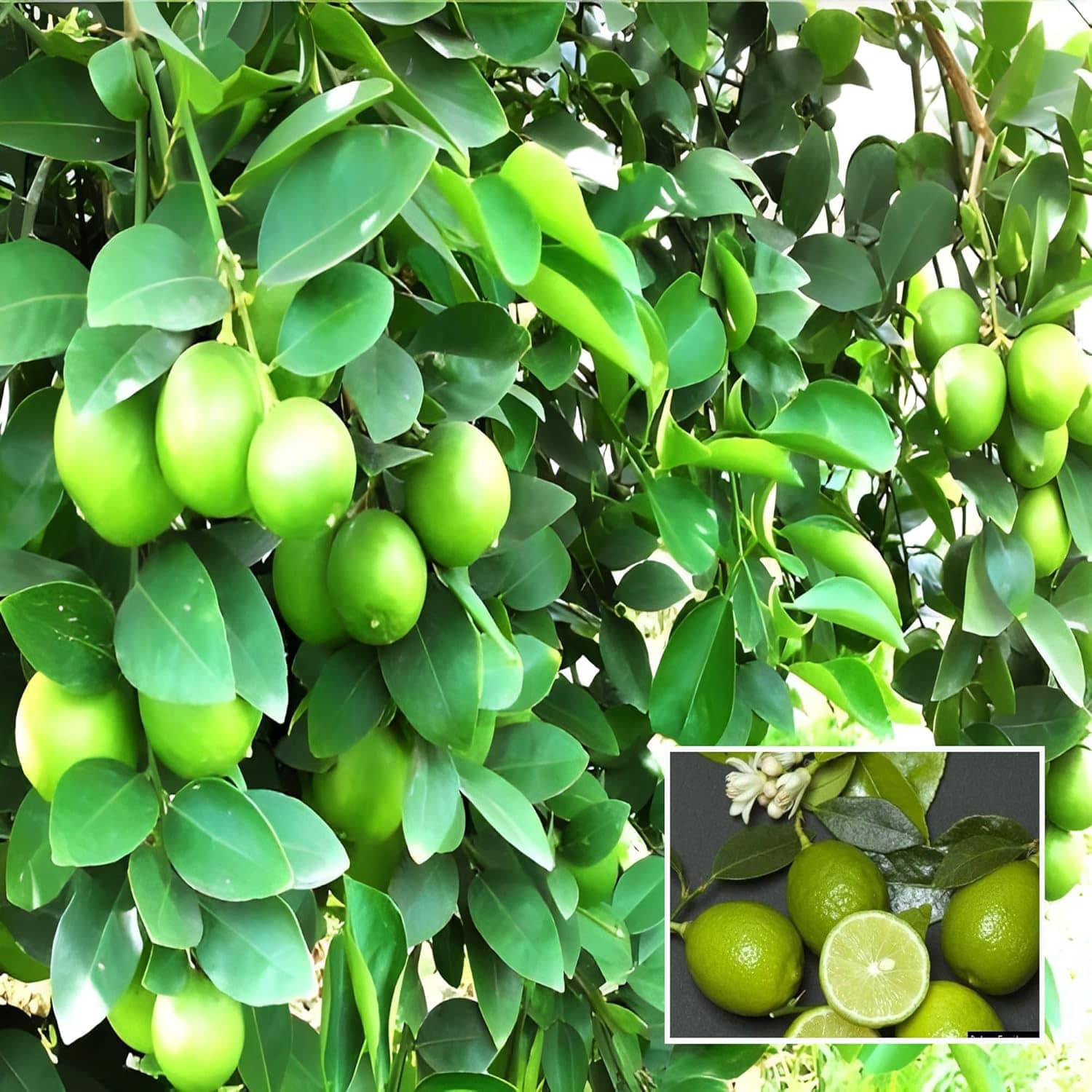 Cloud Farm Outdoor Lemon Fruit Plant Pack of 1