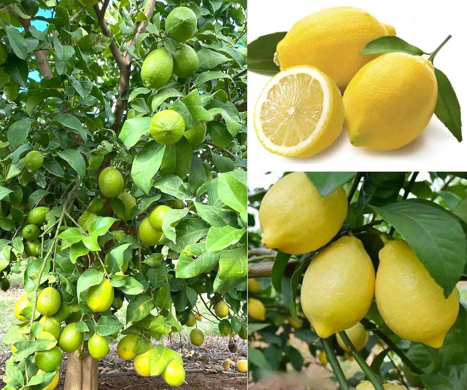     			Cloud Farm Outdoor Lemon Fruit Plant Pack of 1
