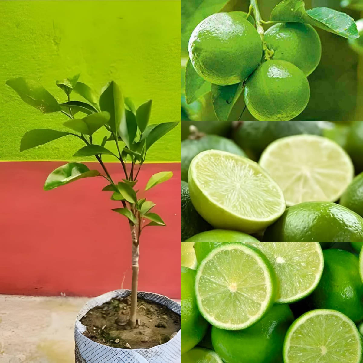 Cloud Farm Outdoor Lemon Fruit Plant Pack of 1 Cloud Farm Outdoor Lemon Fruit Plant Pack of 1