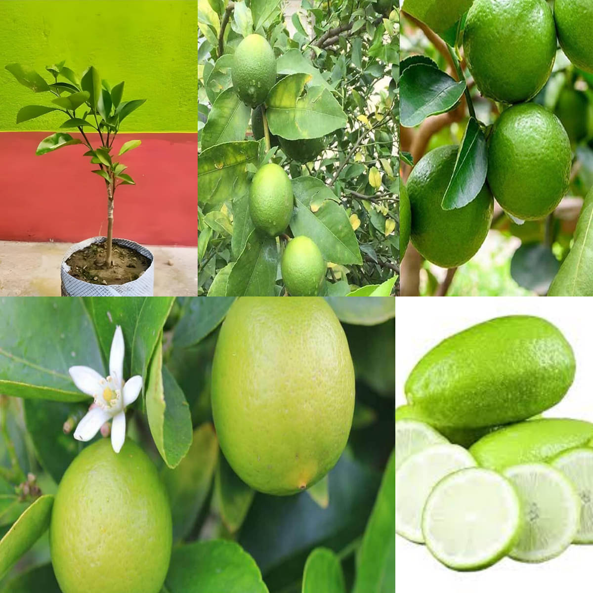     			Cloud Farm Outdoor Lemon Fruit Plant Pack of 1