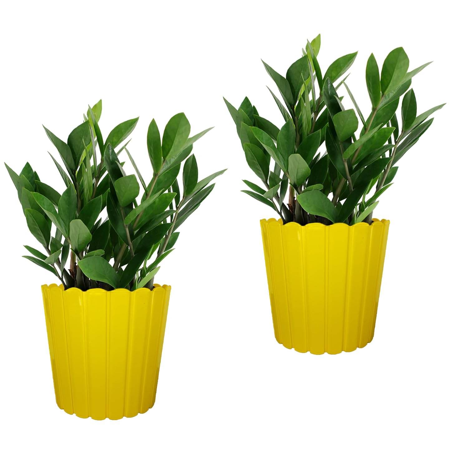     			10-Inch (25.4 cm) Thai Flower Pot | Round Shape, Set of 2, Yellow Planter for Indoor & Outdoor | UV-Resistant, Lightweight Plastic Pots| Ideal for Flowers, Herbs, and Small Plants