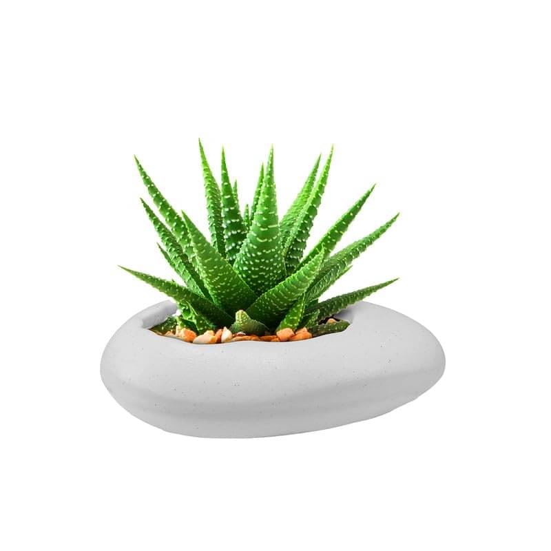 12-Inch (30.48 cm) Pabble Flower Pot | Stone Shape, Set of 1, White Planter for Indoor & Outdoor | UV-Resistant, Lightweight Plastic Pots| Ideal for Flowers, Herbs, and Small Plants 12-Inch (30.48 cm) Pabble Flower Pot | Stone Shape, Set of 1, White Planter for Indoor & Outdoor | UV-Resistant, Lightweight Plastic Pots| Ideal for Flowers, Herbs, and Small Plants