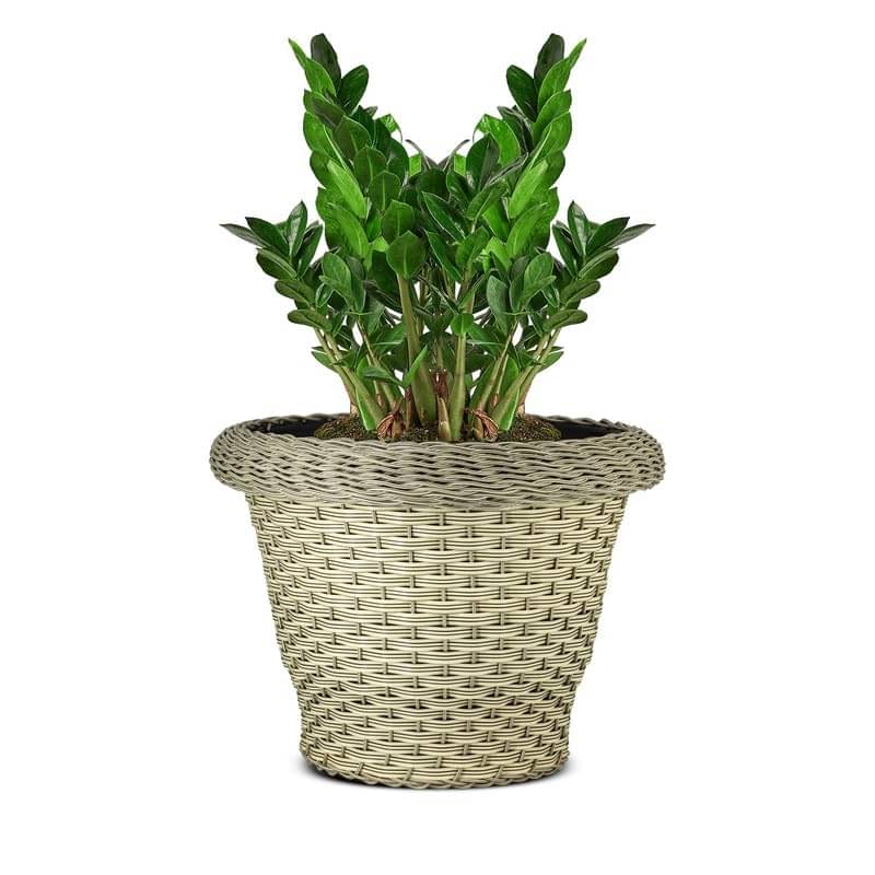 8-Inch (20.3 cm) Polly Rattan Deluxe Flower Pot| Round Shape, Set of 1, Off White Planter for Indoor & Outdoor |UV-Resistant, Plastic Pots| Ideal for Flowers, Herbs, and Small Plants 8-Inch (20.3 cm) Polly Rattan Deluxe Flower Pot| Round Shape, Set of 1, Off White Planter for Indoor & Outdoor |UV-Resistant, Plastic Pots| Ideal for Flowers, Herbs, and Small Plants