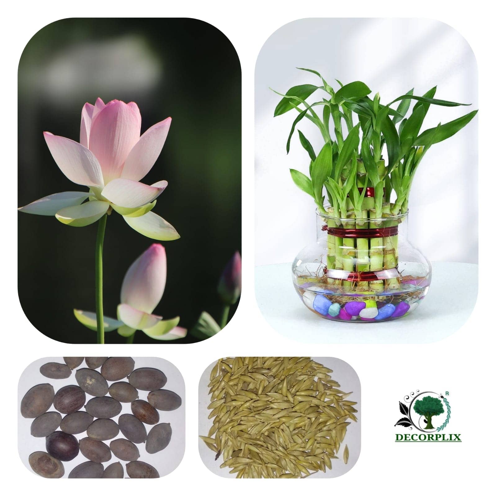 BAMBOO & LOTUS