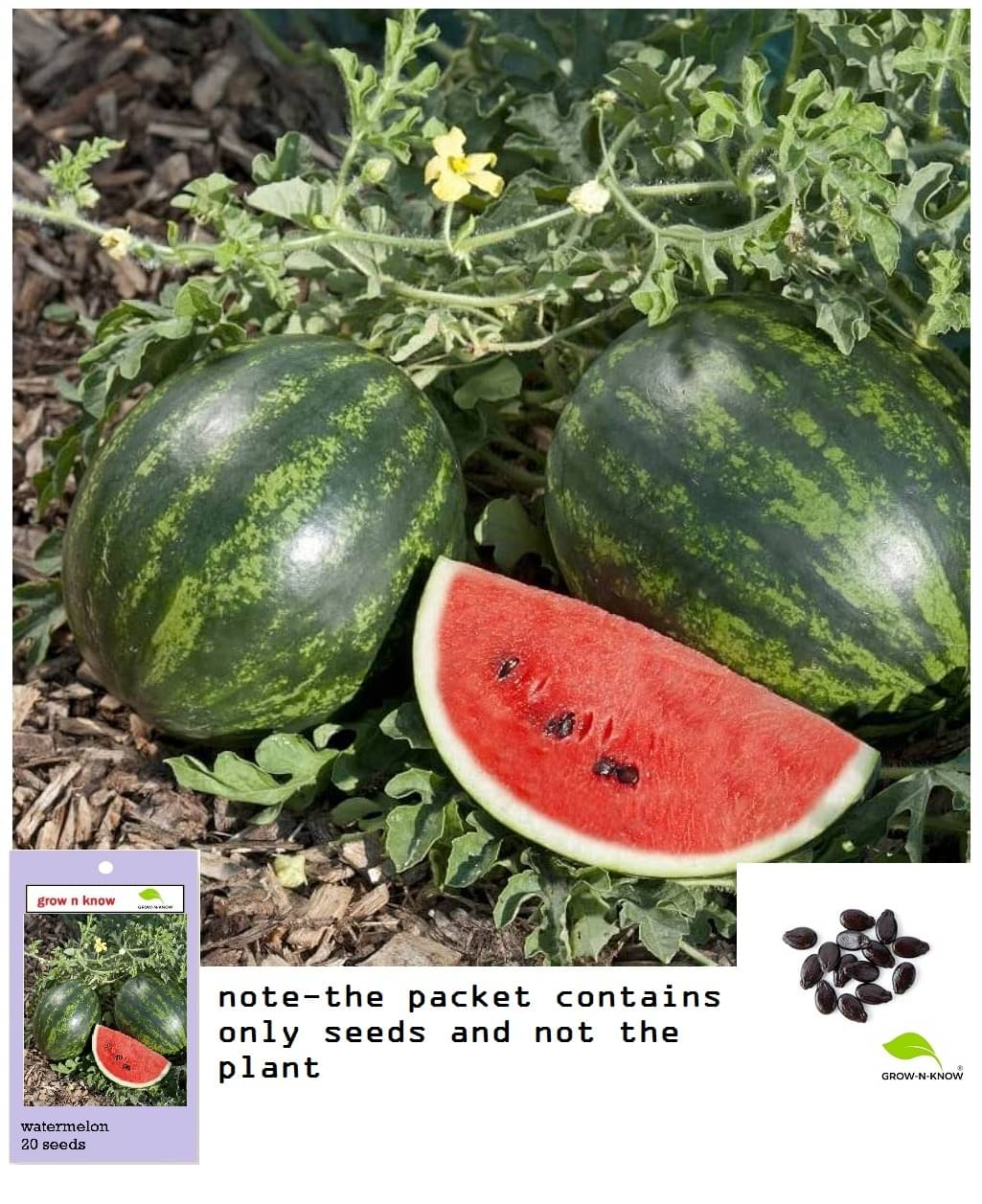     			watermelon red 25 seeds for gardening