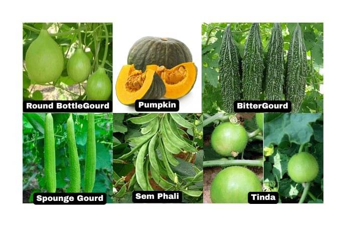 LiveNature Desi Vegetable Seeds Combo – Pack of 300 Seeds LiveNature Desi Vegetable Seeds Combo – Pack of 300 Seeds