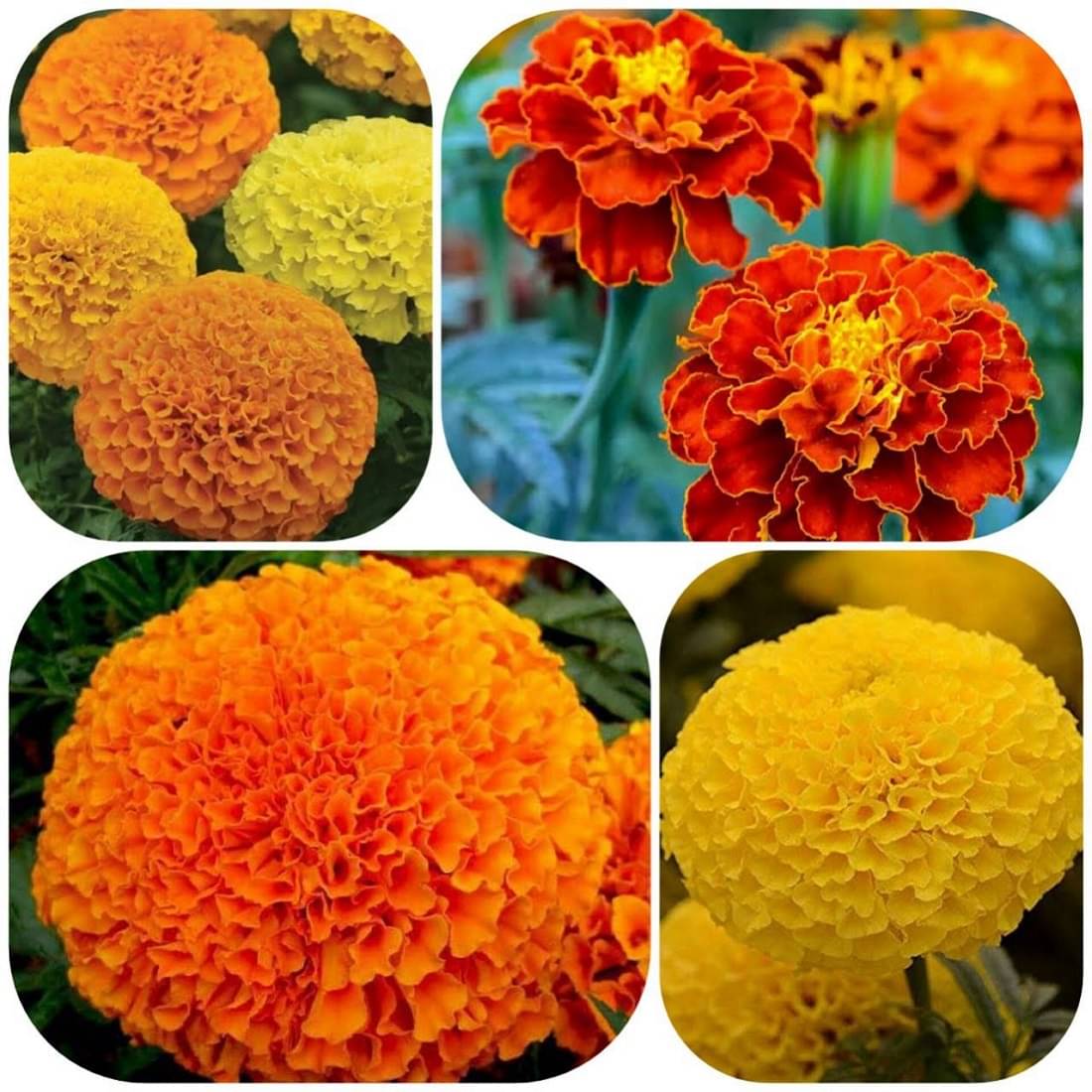     			African Marigold Mix (Genda) Annual Flower Garden Seeds for Home Gardening (50 Seeds) | Organic and Natural All Season Flowering Seeds for Pots
