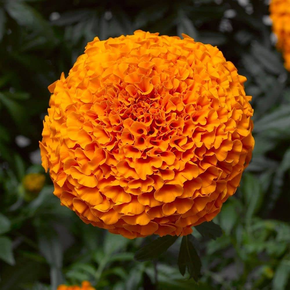     			African Marigold Orange (Genda) Annual Flower Garden Seeds for Home Gardening (50 Seeds) | Organic and Natural All Season Flowering Seeds for Pots
