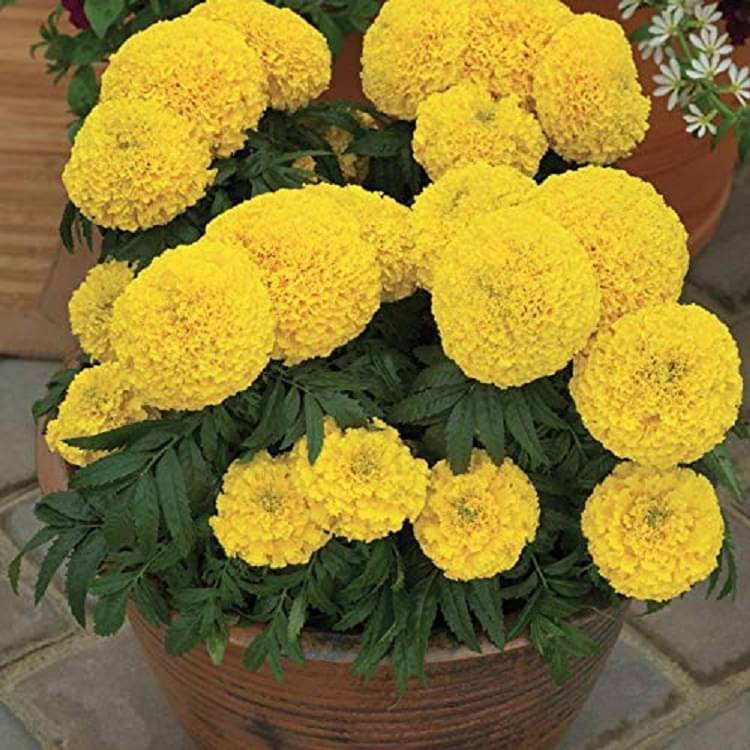     			African Marigold Yellow (Genda) Annual Flower Garden Seeds for Home Gardening (50 Seeds) | Organic and Natural All Season Flowering Seeds for Pots