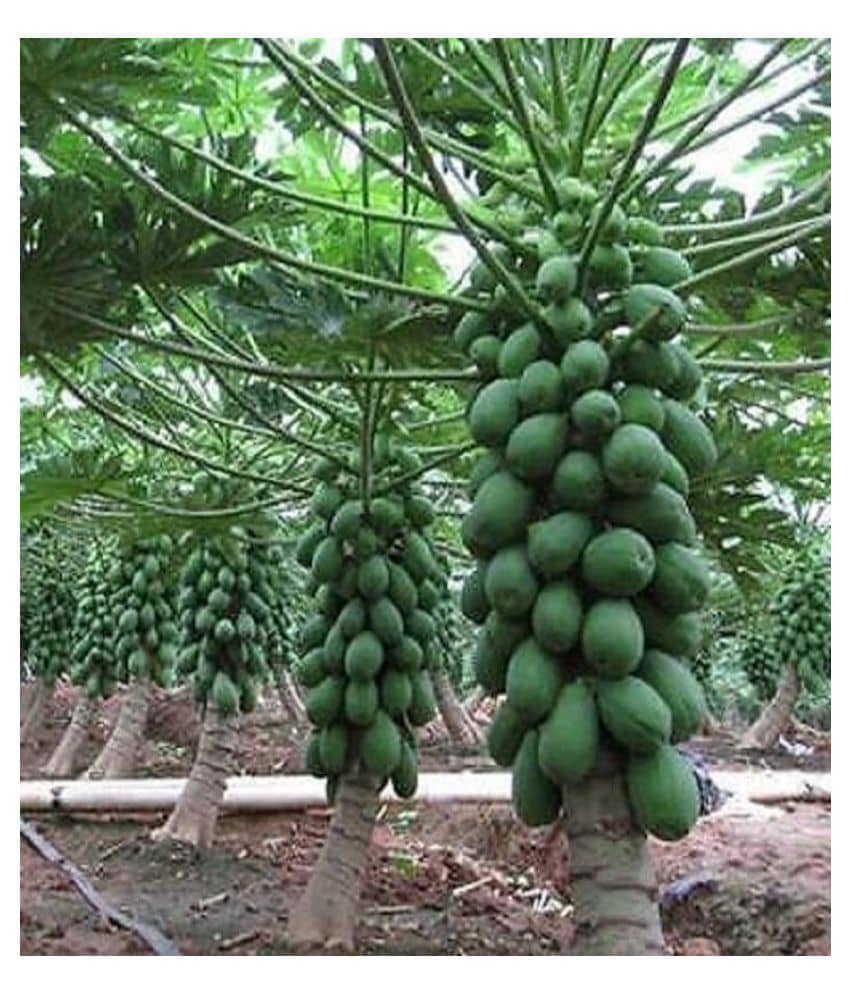 Dwarf Papaya F1 Hybrid Fruit Seeds 50 Seeds