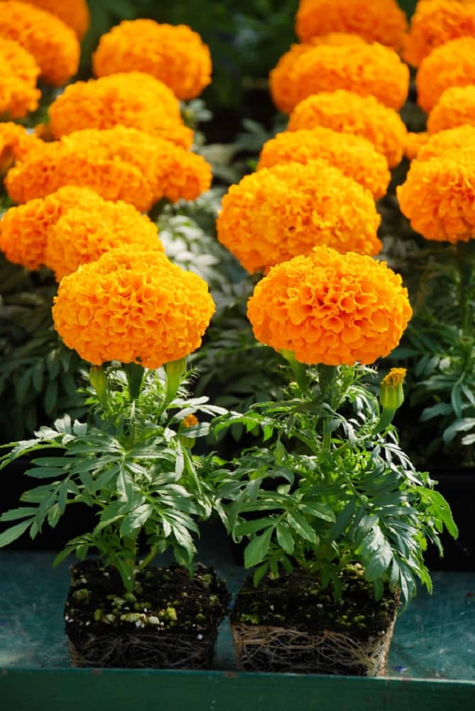 Marigold Orange Color Seeds - 50 Seeds (Genda/ गेंदा के बीज)