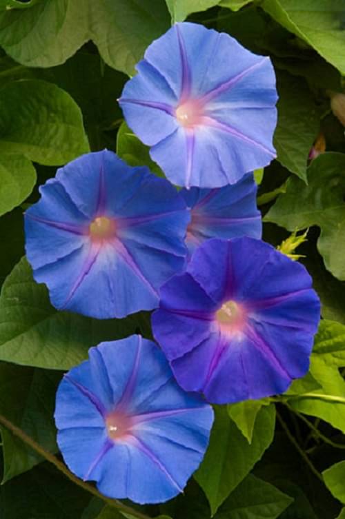     			Morning Glory Flower Seeds for Home Gardening. Perfect for Terrace Gardening Winter and Summer Blooms in India - for Kitchen, Backyard, Gardening & Planting. High Germination