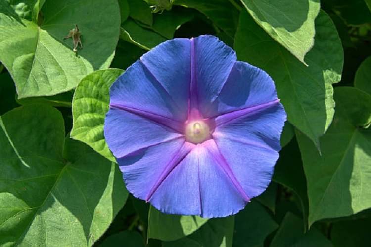     			Morning Glory (ipomoea) Flower Seeds: A Cascade of Color & Early Morning Charm!