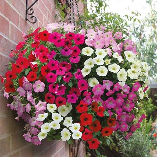     			Petunia Mix (50+ Seeds) Flower Seeds Combo for Home Garden, Organic & Hybrid, Perfect for Home Gardening, Planting For Pots and Patio