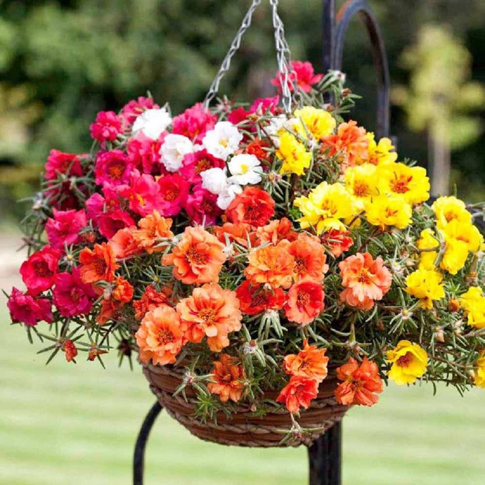 Portulaca Mixed Colour Garden Flower Seeds, Double Blooming Moss Rose (Portulaca flower seeds mix colour for home gardening pack of 30 pcs)
