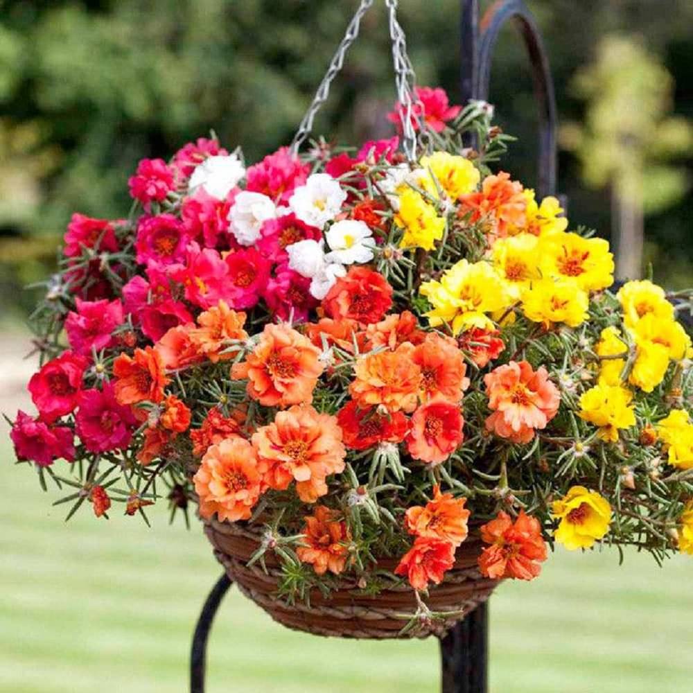     			Portulaca Mixed Colour Garden Flower Seeds, Double Blooming Moss Rose (Portulaca flower seeds mix colour for home gardening pack of 30 pcs)
